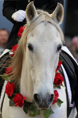 Gaby Rass-Hubinek Horsewomanship